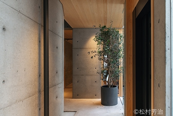 廊下のコーナーに置かれた大きな観葉植物の緑。コンクリートの壁と木目の天井が交差する、ミニマルで清潔感のある内装デザイン